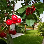 Apartman Apartmenthaus Juen